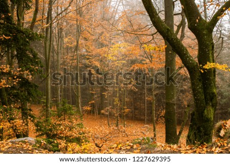 Autumn landscape at Koglerauspitz in Upper Austria