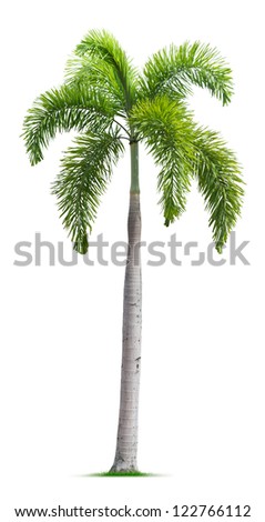 Foxtail palm tree isolated on white background
