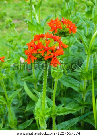 Bright red flowers, closeup on a field on a green grass background. Plants of Europe. Ornament for a garden