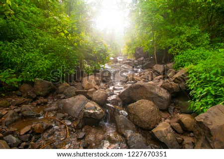 Beautiful forest landscape in the morning