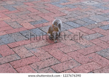 A cute squirrel on the brown brick footpath, Memphis, Tennessee, USA.