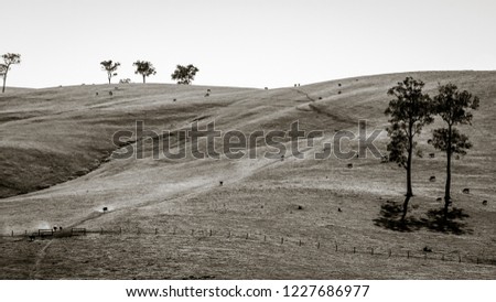 Dry dusty paddock with walking cows Western Australia
