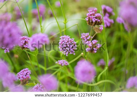 purple flowers. Limonium flowers are also known as sea-lavender, statice, caspia or marsh-rosemary. This lilac flowers perfect for filling a centerpiece, bouquet or other floral arrangements.