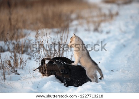 puppy dog siberian husky, future sled and working dog. Siberian Husky puppy standing on a photo backpack