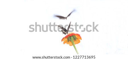 Butterfly on flower, natural background, copy space