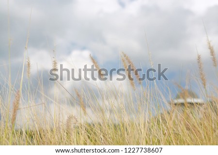 Nature wild grass flower. Golden sunset in nature. Shallow depth of field.