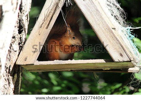 Red squirrel eating seeds of sunflower. Portrait of cute squirrel sitting in the wood house and having snack. 