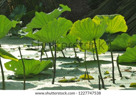 Green lotus leaves in a pond in Thailand. Water Lily leaf or lotus leaf