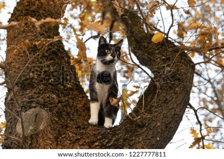 Domestic cat sitting on a oak tree branch