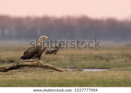 The White-tailed Eagle, Haliaeetus albicilla is sitting in winter environment of wildlife. Also known as the Ern, Erne, Gray Eagle, Eurasian Sea Eagle. Snowy picture.
