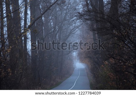 Empty road in the morning passing through a forest covered in mist or fog  (concept loneliness).