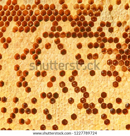 fresh honey in comb nature background