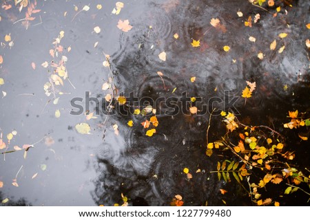Autumn leaves in the lake in the rain in Gatchina, Leningrad region
