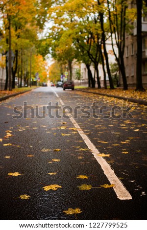 The dividing strip on the autumn wet road in Gatchina, Leningrad region