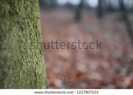 Closeup of the autumn background composition