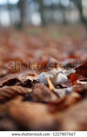 Closeup of the autumn background composition