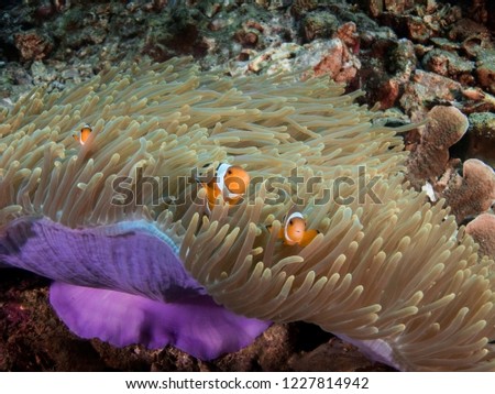 Couples of false clown fish hiding in sea anemone at pinnacle in Andaman sea, Thailand.