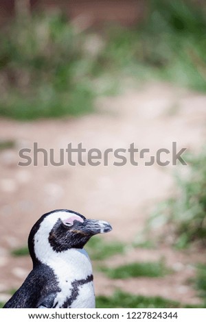 Little penguin portrait, on a floe