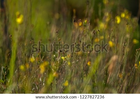 Yellow blooming flowers. Yellow flowers on a green grass. Meadow with rural flowers. Wild nature flowers on field.
