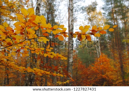 Polish forest in the autumn time