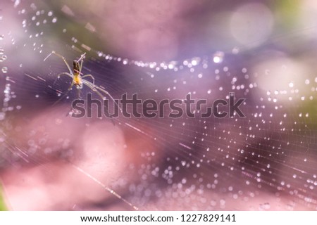 Spider web is a place for spider to catch their prey. When the prey fall down to the web, the spider will cover it untill the meal time comes.