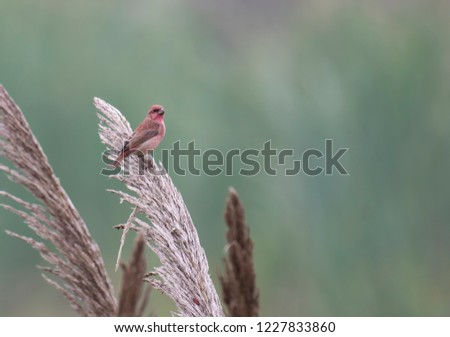 Common rosefinch  (Carpodacus erythrinus) on perch 