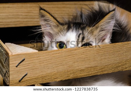white and brown fluffy kitten peeking out of a wooden packing bo