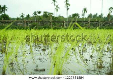 Rice fields landscape in the southern of Thailand.