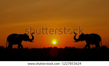 Elephant shadow with sunset background, orange sky