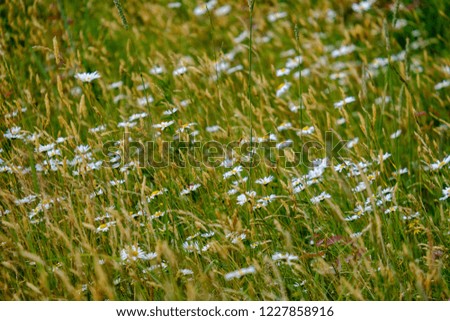 summer flower pattern in green meadow with blue and white flowers and plants. textured background details of nature