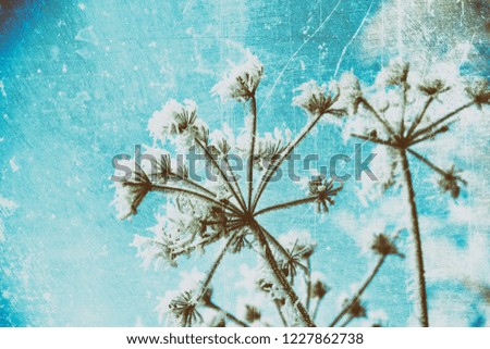 Winter landscape with frozen grass. The background is frozen scratched ice. It is retro vintage style of photo. 