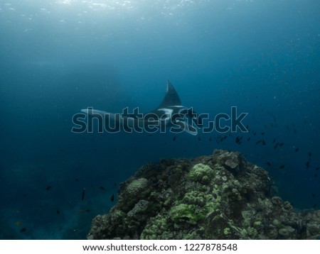 oceanic manta ray in Andaman sea