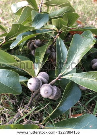 Closeup of acorns fruit and branches with green leaves falling onto the floor.