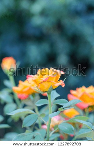 orange roses. beautiful roses bloom in the garden. shallow depth of field.
