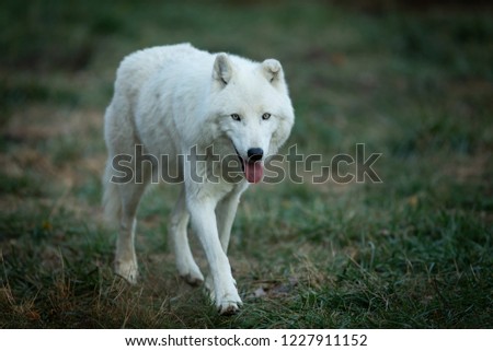 White Wolf in the forest