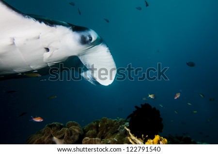 An isolated Manta in the blue background