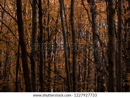 A beautifully colorful forest during autumn