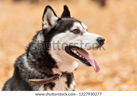 Adult dog Husky with brown eyes in autumn park stuck out his tongue. Landscape in warm colors