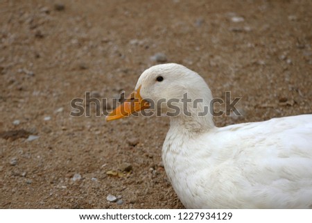 domestic village ducks, white village duck, close-up, duck head pictures,