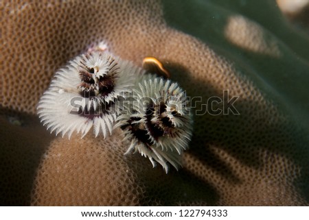 A Xmas tree worm in hard coral in Raja Ampat Papua, Indonesia