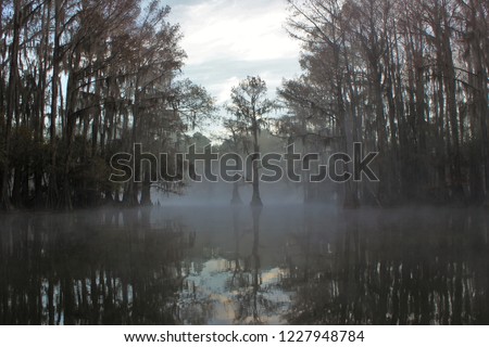 Reflection of misty morning in a swamp pond lined with bald cypress trees.    Royalty-Free Stock Photo #1227948784