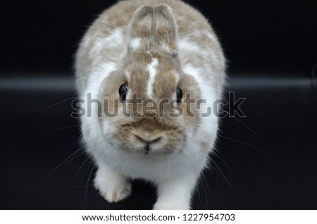 Small Tan Brown and White Domestic Rabbit Isolated on Black Background