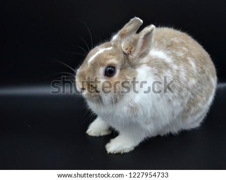 Small Tan Brown and White Domestic Rabbit Isolated on Black Background