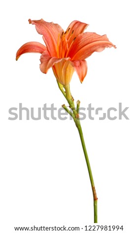 Single stem with a pink daylily flower (Hemerocallis hybrid) isolated against a white background Royalty-Free Stock Photo #1227981994