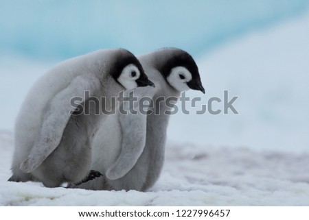 Two Emperor Penguin Chicks march together through the colony.  The ice blue in the background suggests the frigid temperatures of the species' livesl