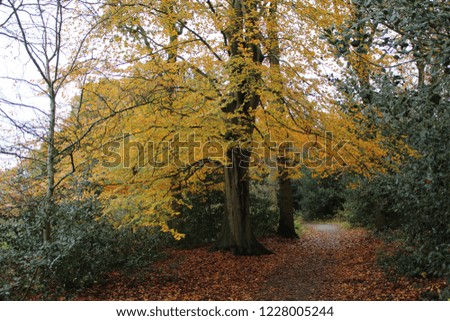Old beech tree in the park. Colorful Autumn landscape.