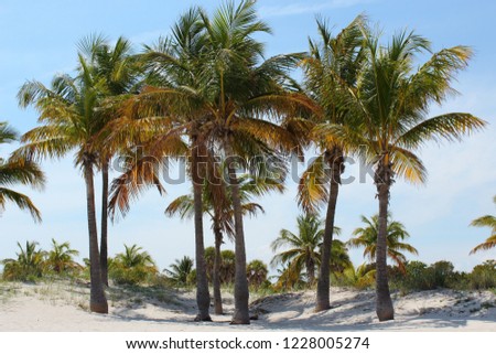 A stand of palm trees on a beautiful sunny beach. 