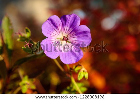 Purple flower and vibrant red bokeh background