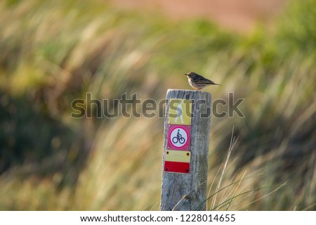 little meadow pipit sitting on a wooden pile with icons on a colorful blurry background - Texel Netherlands Holland