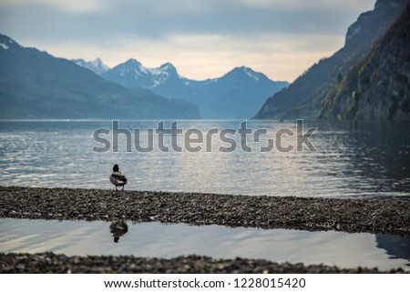 Swans swimming in lake Walensee in Switzerland after the sunset in light evening dusk with the beautiful lake in the background
